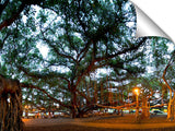 The Lahina banyan tree, the third largest int he world.