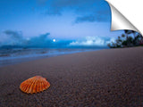 A shell on the beach at Kanapali beach, on Maui.