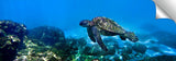 Turtle_Cruise