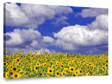 Pi0216D-Sunflowers