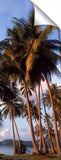 217-Bora-Palm-trees-50RGB_c