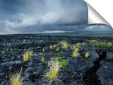 New growth in the lava fields on the Waikaloa coast of the Big Island of Hawaii.