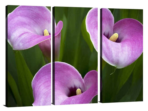 Close Up Of Calla Lily Flowers Oregon Photographic Print On Canvas By Dennis Frates
