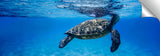 Hawaiian_sea_turtle_breathing