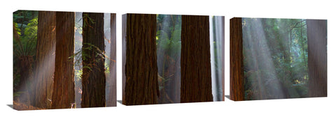 Redwoods-Otway_Ranges-David_Evans_c
