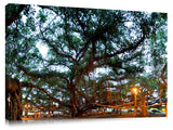The Lahina banyan tree, the third largest int he world.
