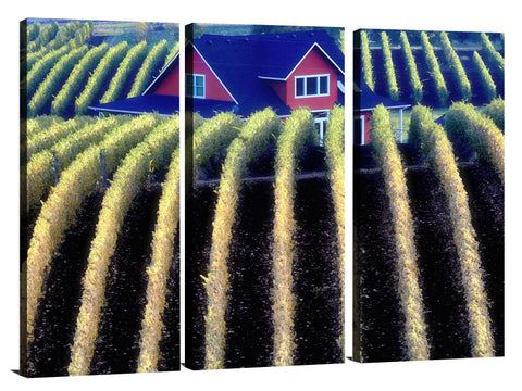 Sokol Blosser Vineyards in fall color and house top. Oregon
