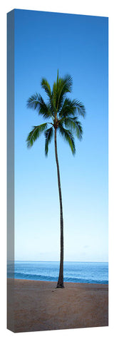 Waimea_Palm