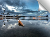 Newport_Pier_coneshell_