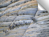 A00560DL1