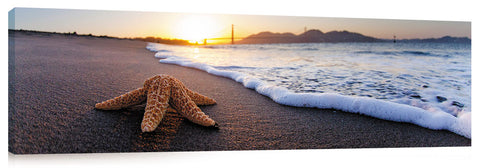 Golden_Gate_Starfish_15_1
