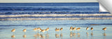 La_Jolla_Sea_Birds