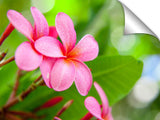 Plumeria flowers at Turtle Bay, on Oahu's north shore.