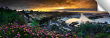 Dana_Point_Violet_Flora