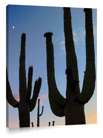 Silhouetted Saguaro cactus. Sonoran Desert, Arizona.