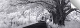 Monkey_Pod_Road_pano