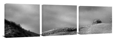Ventura_2Trees_12_6bw-X3-1024x318_c