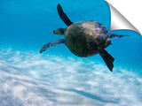 under water view of Hawaiian sea turtle at Ehukai beach, north s