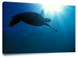 Hawaiian sea turtle at Sharks Cove, north shore, Oahu, Hawaii