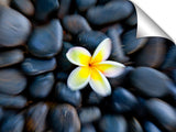 Plumeria flower on bed of pebbles.