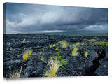 New growth in the lava fields on the Waikaloa coast of the Big Island of Hawaii.