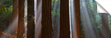 Redwoods-Otway_Ranges-David_Evans_c