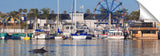 Balboa-dolphin_c