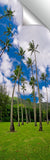 Kahana_Palms_