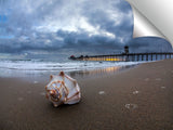 Huntington_Seashell