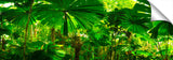 765-Fan-Palms-Daintree-sharp-1_c