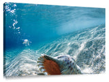 An under water view of a Conch Shell at Monster Mush, on the north shore of Oahu, Hawaii.
