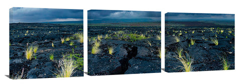 New growth in the lava fields on the Waikaloa coast of the Big Island of Hawaii.