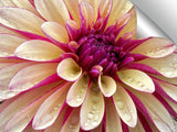 V05085DL11