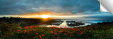 Dana_Point_Red_Flora