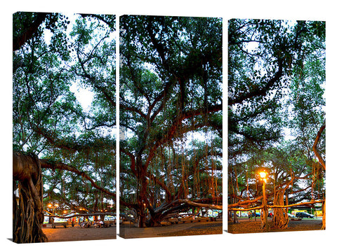 The Lahina banyan tree, the third largest int he world.