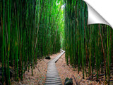 Pipiwai Bamboo train on the island of Maui.