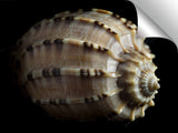 S000836DL