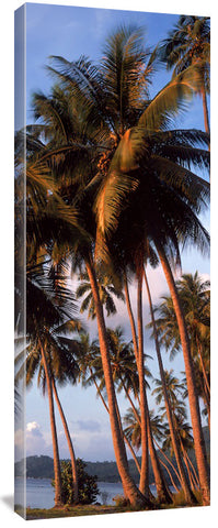 217-Bora-Palm-trees-50RGB_c