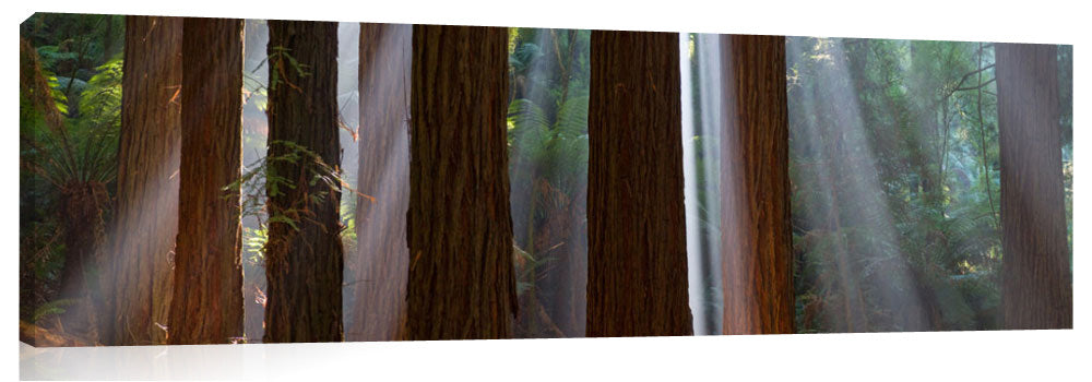 Redwoods-Otway_Ranges-David_Evans_c