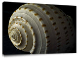 S00831DL