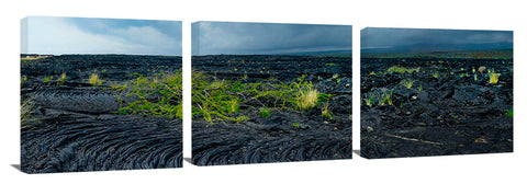 New growth in the lava fields on the Waikaloa coast of the Big Island of Hawaii.