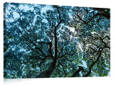 Tree_Map