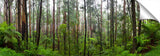 Rainforest in the Dandenong ranges.