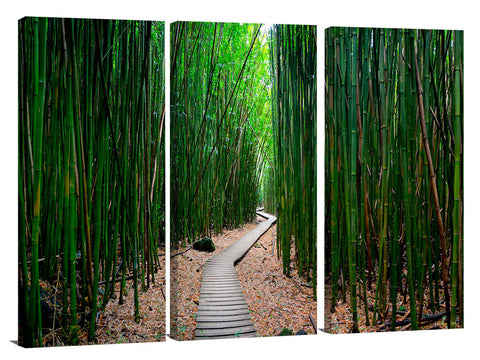 Pipiwai Bamboo train on the island of Maui.