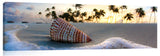 GiliLankan_033113_3726_MaldivianSeashell-1024x317_c