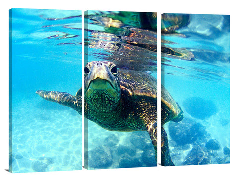 friendly Hawaiian sea turtle at Laniekea, north shore, 2002