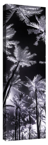 Frosted_Palms_