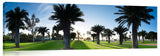 Mission_Bay_Palms