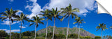 KualoaRidge_PalmTreeRidge-1024x317_c