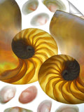 Nautilus and Pink Tellins sea shells.